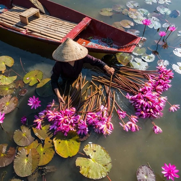 En vietnamesisk person i vattnet som plockar blommor bredvid en båt