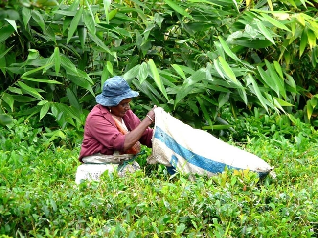 En kvinna skördar på fälten i Mauritius