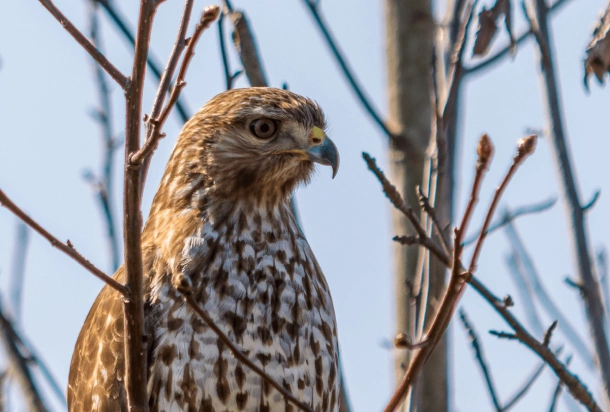 En hök sitter på en trädgren och visar upp sin skarpa blick och majestätiska fjädrar mot en naturlig bakgrund.