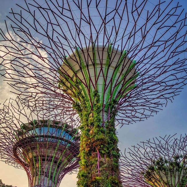 En arkitektonisk struktur som påminner om ett träd i Singapore