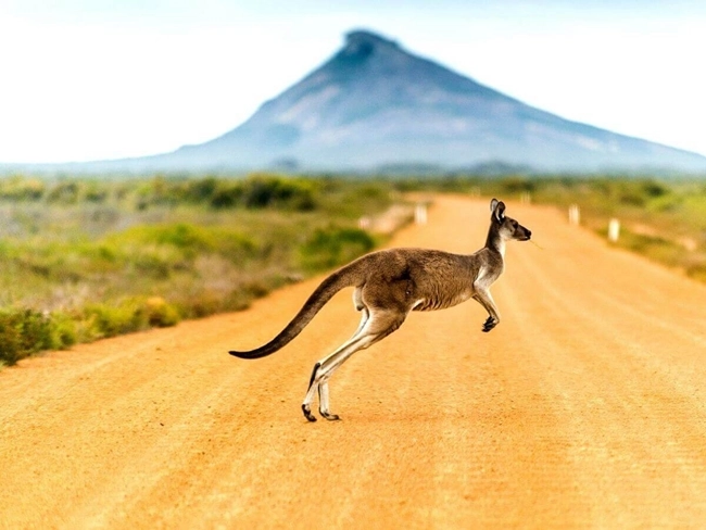 Canguro saltando en una carretera frente a una majestuosa montaña, capturando la esencia de la naturaleza australiana.