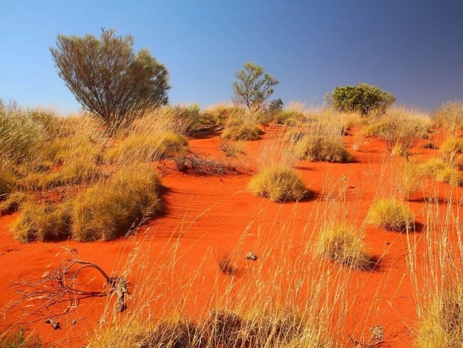 Dunas de arena roja del outback, con un paisaje árido y vasto que resalta la belleza natural del desierto australiano.