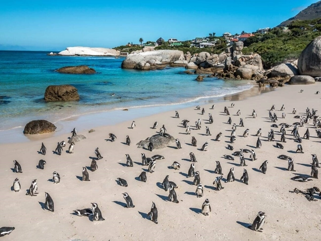 En grupp pingviner på en strand i Sydafrika