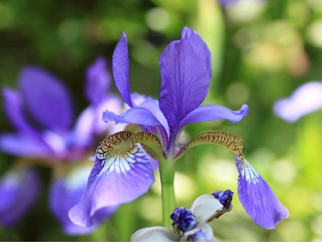 En violett blomma