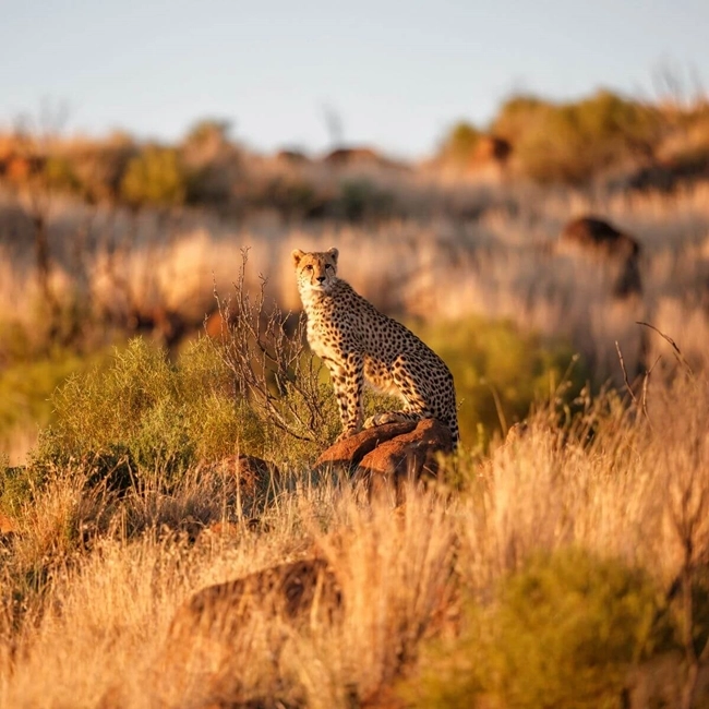 En gepard på den sydafrikanska savannen