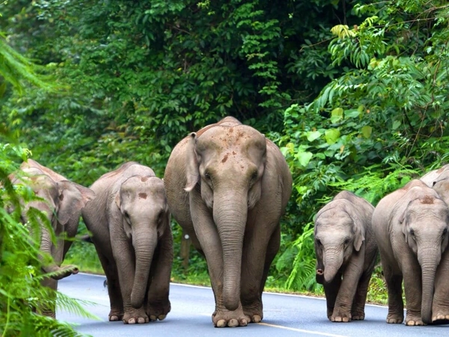 En flock elefanter på en väg i Thailand